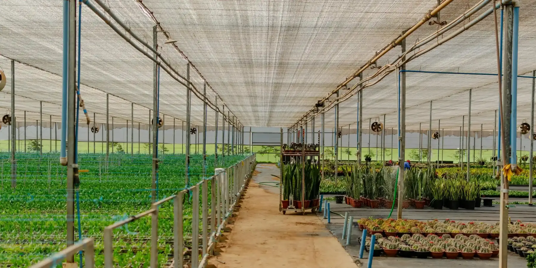Armenia to Reduce Duties on Greenhouse Construction and Drip Irrigation Systems