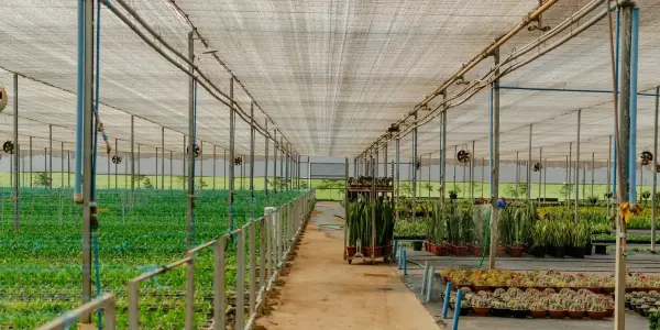 Armenia to Reduce Duties on Greenhouse Construction and Drip Irrigation Systems